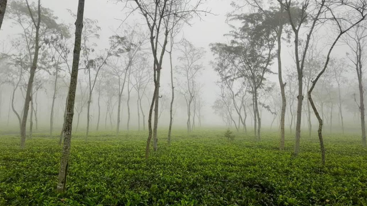 দেশের সর্বনিম্ন তাপমাত্রা চায়ের রাজধানী শ্রীমঙ্গলে