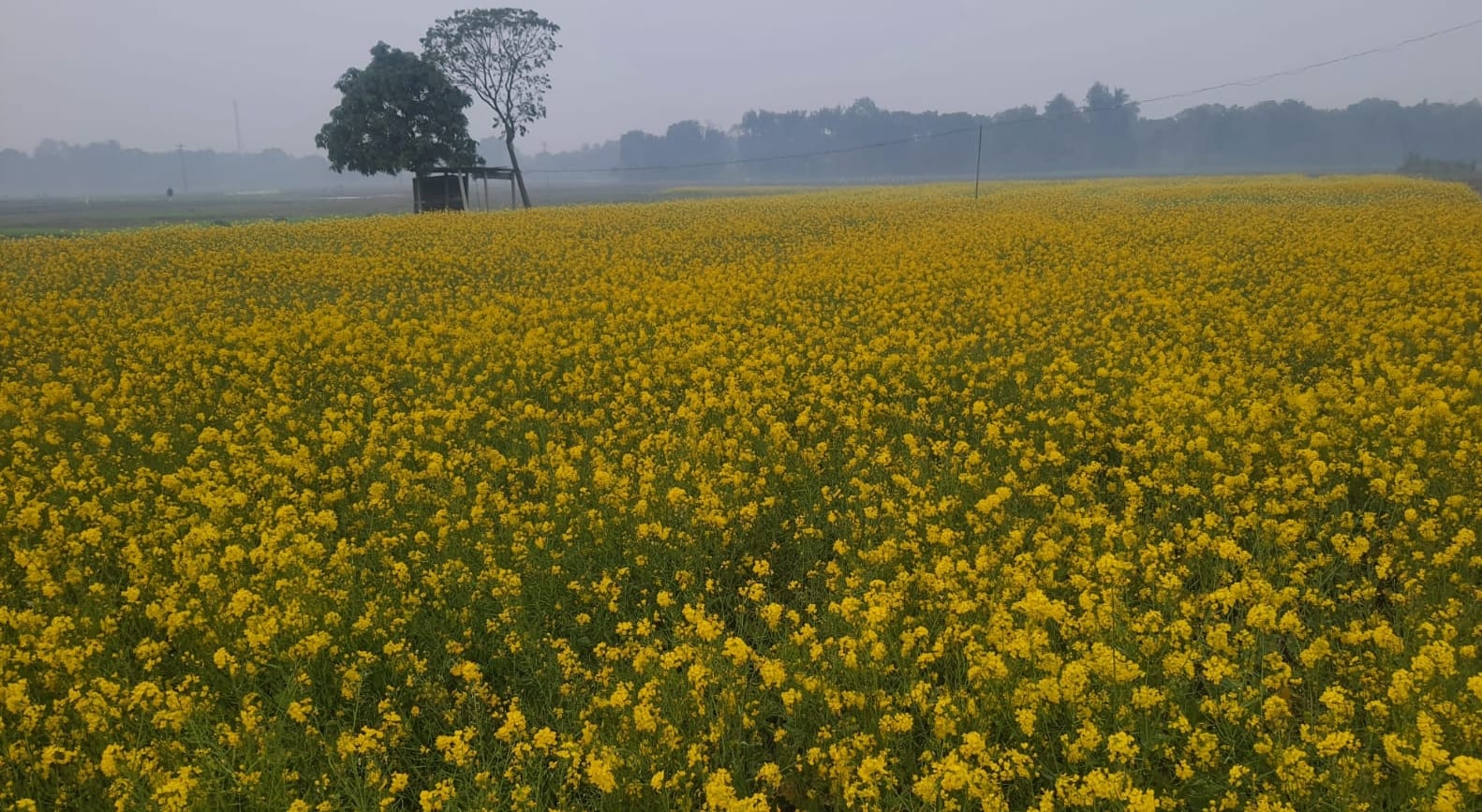 সরিষার বাম্পার ফলনের আশায় কুমারখালীর কৃষকেরা, উৎপাদনের লক্ষ্যমাত্রা ৪২০০ মে. টন